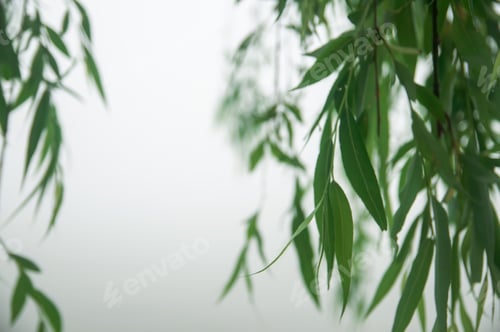 Preview: tree leaves hanging against white background