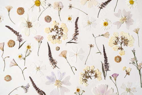 Preview: Pressed dried flowers on white background. Botanical collection for scrapbooking project.