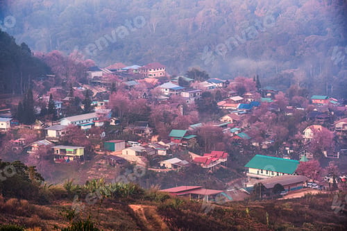 Preview: Thai tribe village in foggy with wild himalayan cherry tree blooming in springtime
