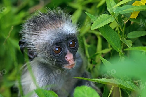 Preview: Baby monkey