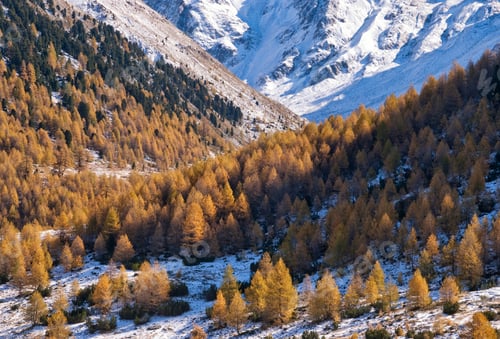 Preview: Autumn colored trees in an alpine landscape near Livigno
