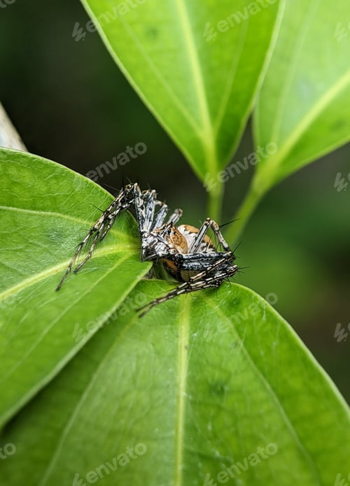Preview: Closeup of a spider on a green leaf