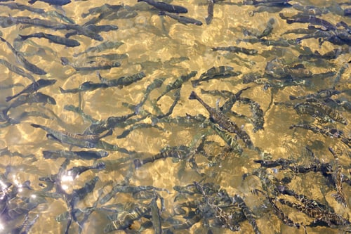 Preview: trout fish in an artificial pond in a farm. Breeding of trout for food industry.
