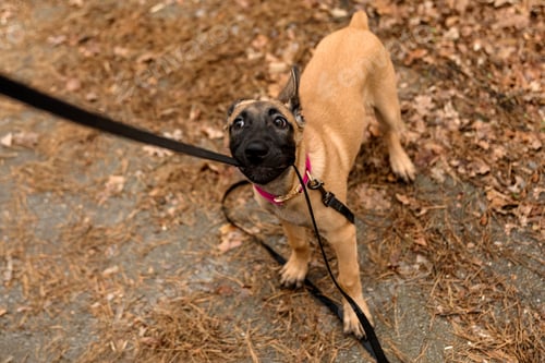 Preview: Belgian Malinois Puppy on Leash