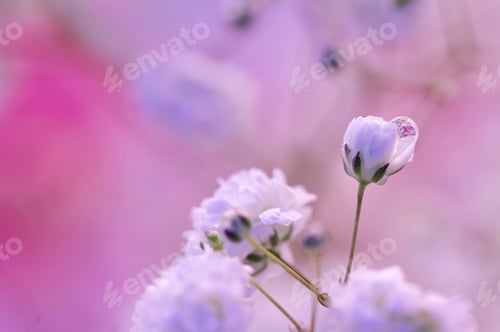 Preview: A close up macro shot of water drop on a baby’s breathe flower