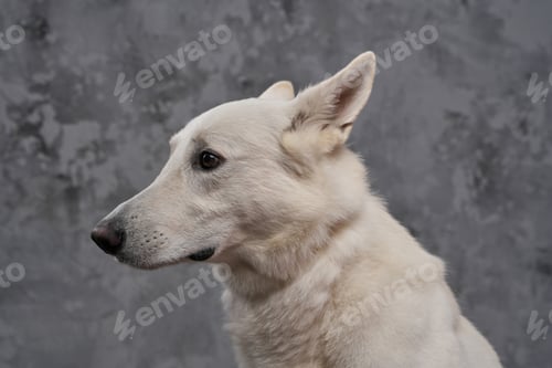 Preview: Portrait of purebred swiss shepherd dog with white fur