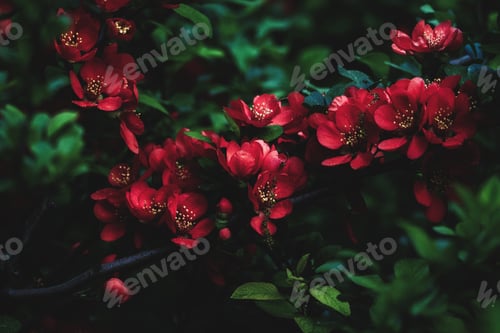 Preview: Japanese quince flowering in the garden, red quince blossom in low key, moody nature background