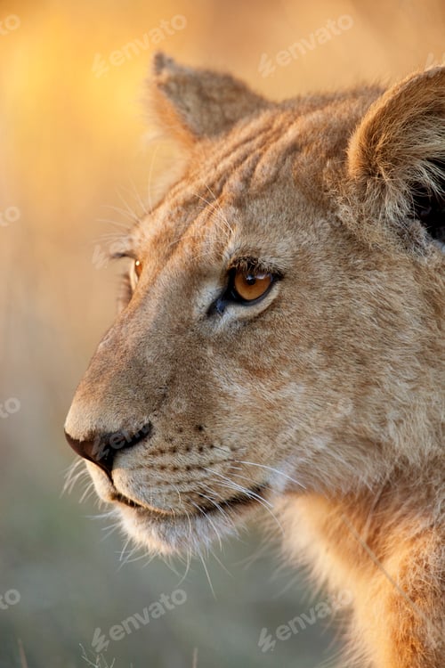 Preview: Lioness - Botswana - Africa