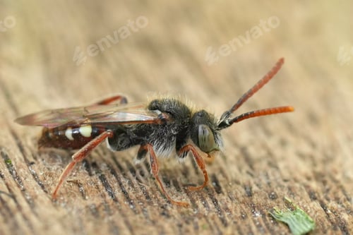 Preview: Closeup on a male Large Bear-clawed Nomad Bee, Nomada alboguttata