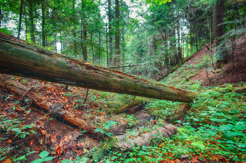 Preview: old fallen trees in the forest.