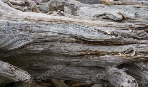 Preview: A Pile Of Driftwood Sits On The Shore In Normandy Park, Washington.