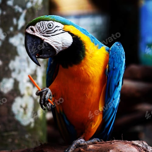 Preview: Selective focus of a macaw perched on a wooden surface