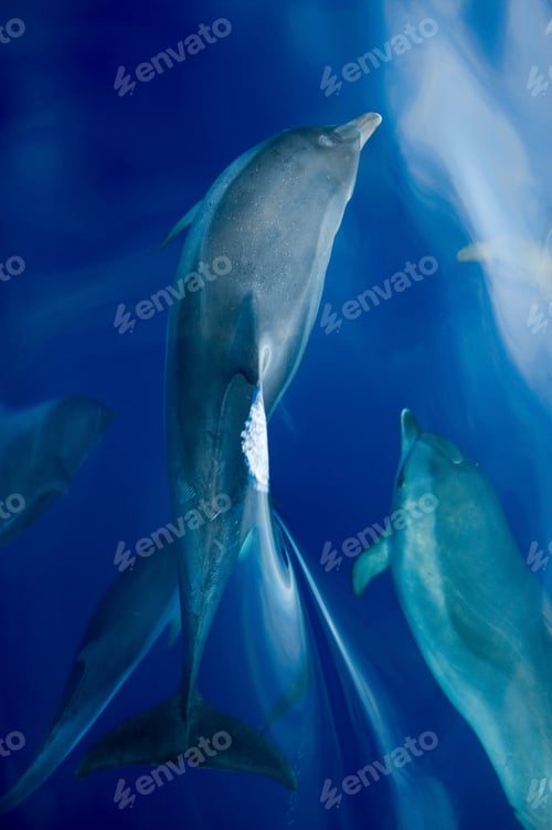 Preview: Group of dolphins swimming under ocean water