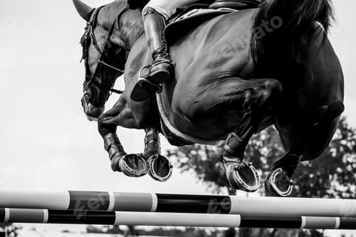 Preview: Horse Jumping, Equestrian Sports, Show Jumping themed photo.