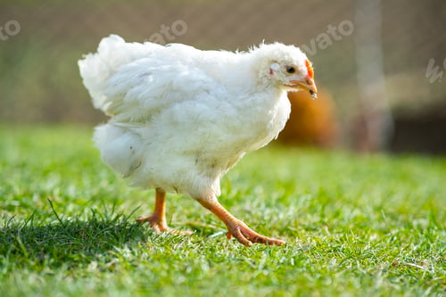 Preview: Close up of chicken standing on barn yard with green grass.