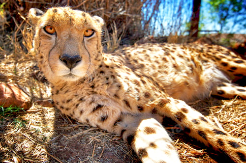 Preview: Cheetah, Rhino and Lion Nature Reserve, Gauteng, South Africa