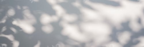 Preview: Shadow of foliage on white background. Overlay.
