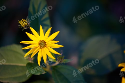 Preview: Yellow flower with copy space