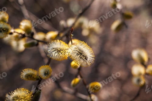 Preview: Willow Salix caprea branches with buds blossoming in early spring