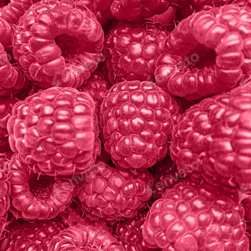 Preview: Background Color of the year 2023 viva magenta. Trendy colors concept, mockup with copy space