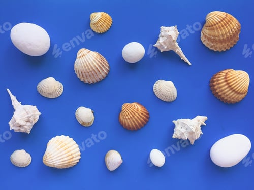 Preview: seashells on a blue background