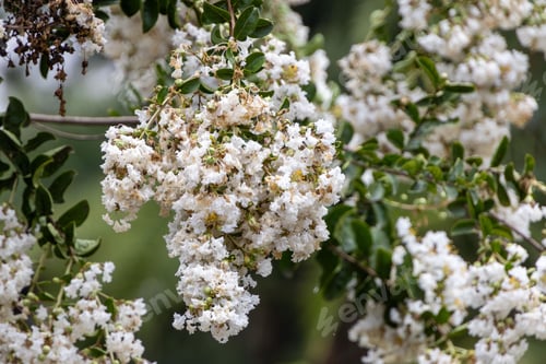 Preview: Close-up of white crape myrtle flowers in full bloom with green leaves in the background