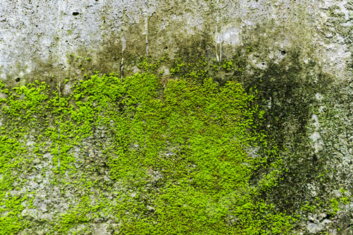 Preview: Abstract green moss growing on old cement wall