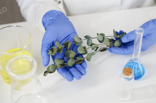 Preview: Woman pharmacist in gloves holding branches of eucalyptus. Natural skin care beauty products.