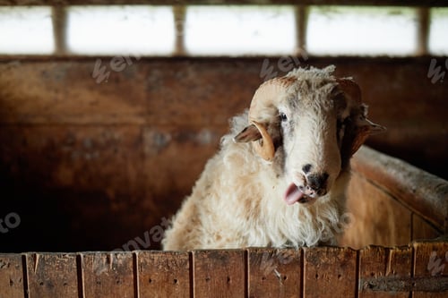 Preview: Sheep Standing in Wooden Pen Sticking out Tongue Inside Barn