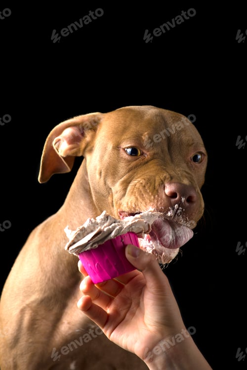 Preview: Chocolate pit bull puppy eating treat isolated on black background