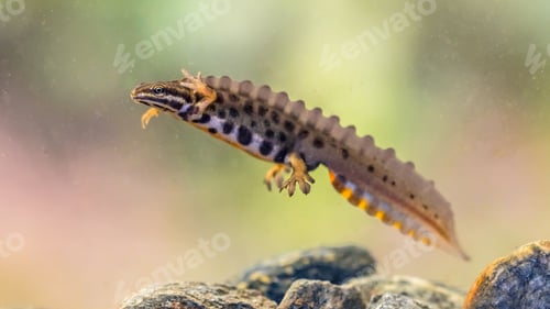 Preview: Common newt amhibian in freshwater habitat