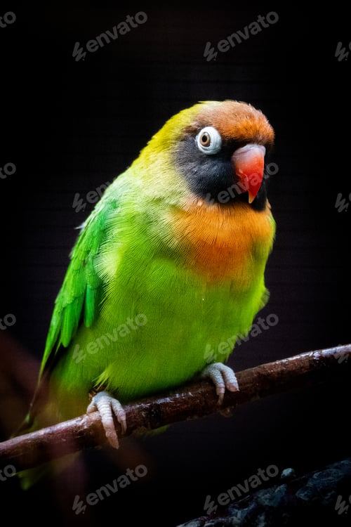 Preview: Vertical shot of a Black-cheeked lovebird perched on a branch