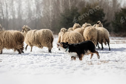 Preview: Australian Shepherd Dog herding a group of sheep. Dog breed's working ability. Working dog