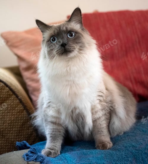 Preview: Pomsky in studio