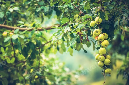 Preview: Organic Apples on a Tree