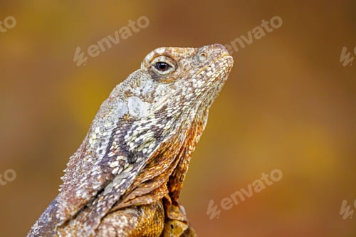 Preview: close up of a frilled lizard (Chlamydosaurus kingii) at habitat