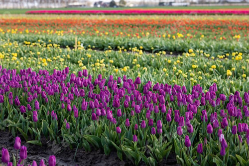 Preview: Purple and multicolored varieties of tulips in a field near the village