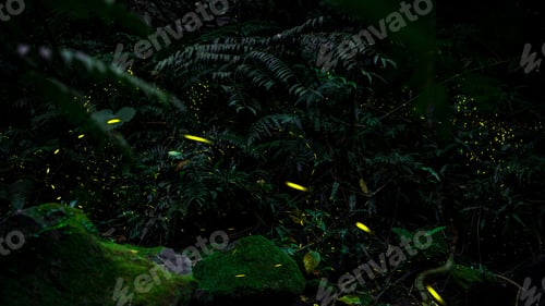 Preview: Yellow light of firefly insect flying in the night forest, background of Taiwan.