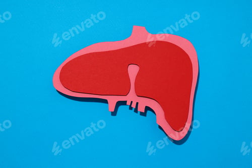 Preview: Paper mockup of liver on blue background, top view