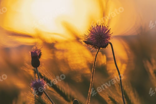Preview: Prickly bush of the sea at sunrise