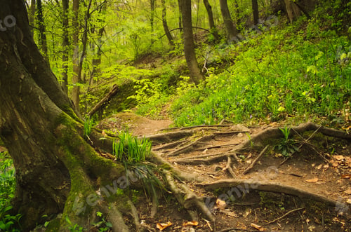 Preview: Roots and footpath on the forest