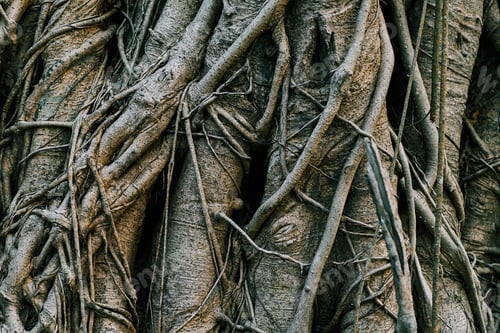 Preview: close up of a tree trunk and root