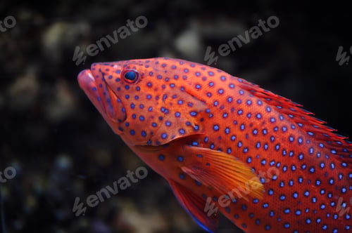 Preview: Red groper