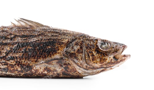 Preview: seabass grilled