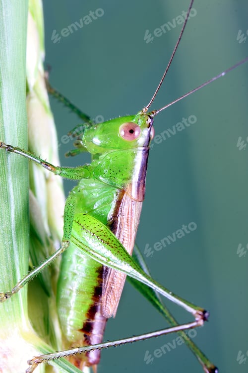 Preview: Grasshopper