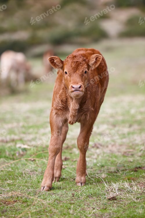 Preview: Unweaned calf grazing on the countryside. Farm industry. Bovine