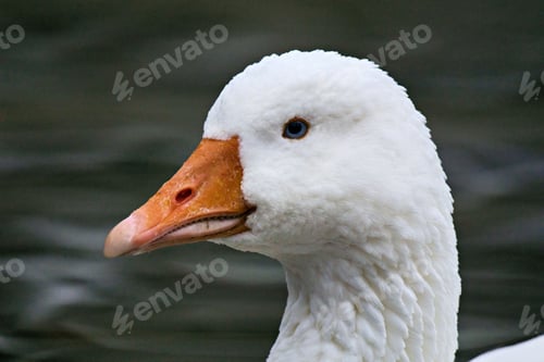 Preview: Close-up of a white goose with an orange beak.