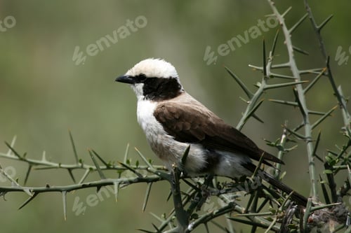 Preview: Northern White-crowned Shrike, Africa