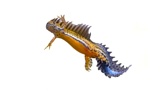 Preview: Southern banded newt aquatic animal on white background