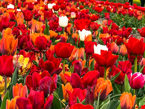 Preview: Tulips